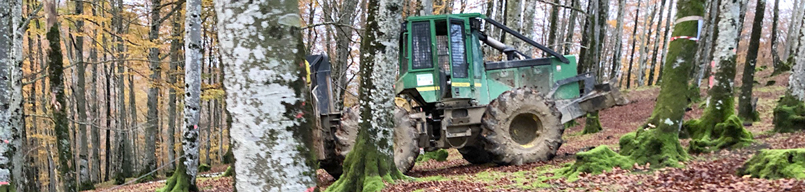 GO Fagus Mercado haya