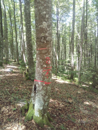 GO Fagus