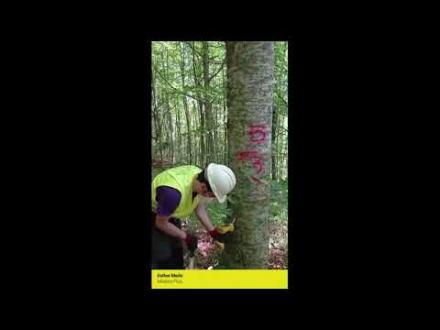 Embedded thumbnail for Medición de la capacidad tecnológica de la madera con equipos sónicos