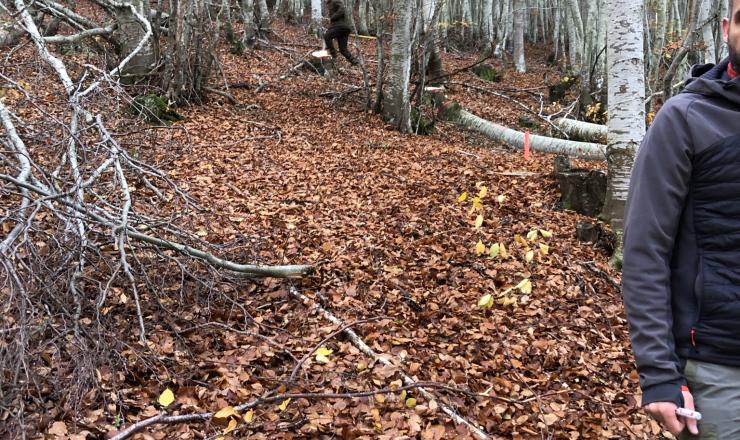 GO-FAGUS-TRABAJOS-TECNICOS-CORTAS-PAZUENGOS-OTOÑO