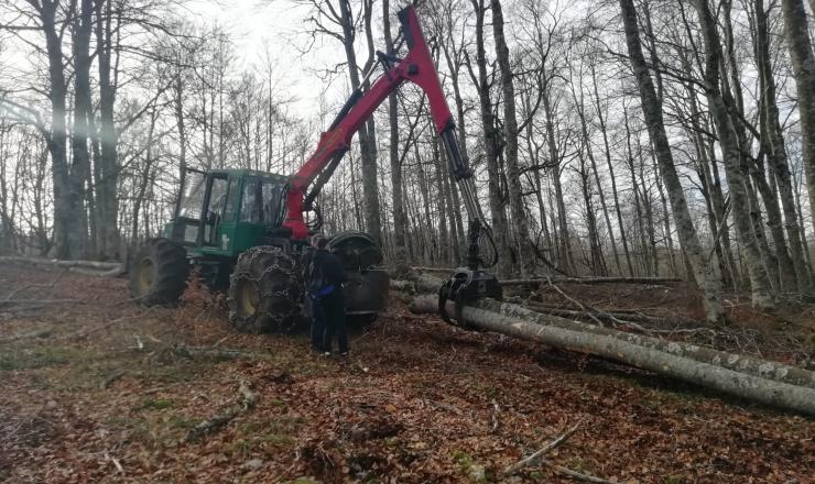 GO-FAGUS-TRABAJOS-TECNICOS-CORTAS-URBASA-BOSQUE