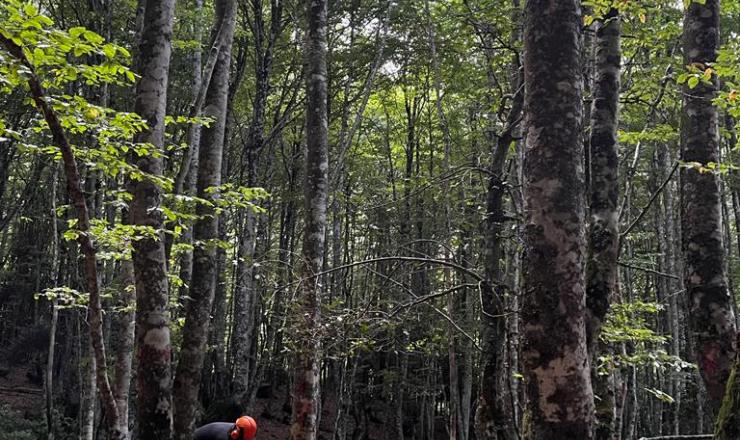 GO-FAGUS-TRABAJOS-TECNICOS-CORTAS-BURGOS-BOSQUE