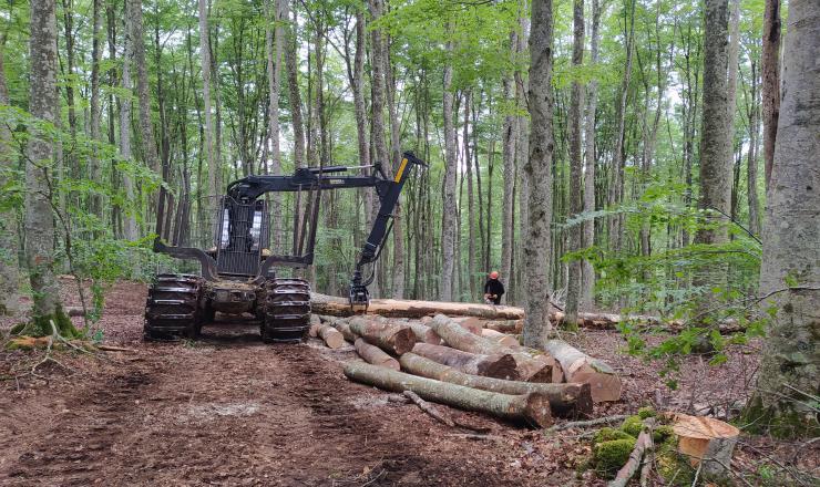 GO-FAGUS-TRABAJOS-TECNICOS-CORTAS-LAGRAN-ALAVA-BOSQUE