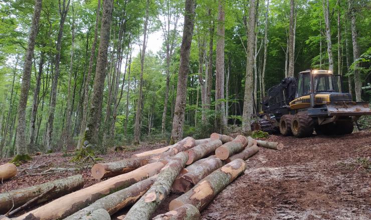 GO-FAGUS-TRABAJOS-TECNICOS-CORTAS-LAGRAN-ALAVA-BOSQUE-ARBOLES