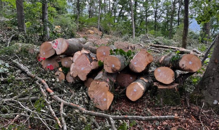 GO-FAGUS-TRABAJOS-TECNICOS-CORTAS-OLAZTI-BOSQUE