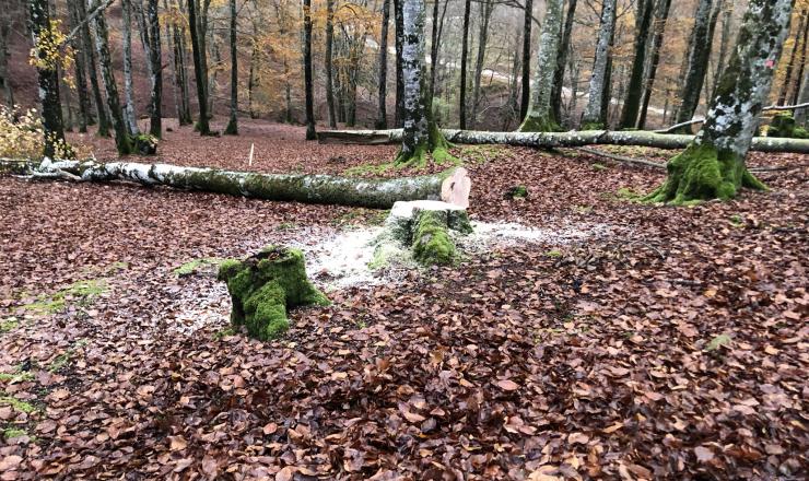 GO-FAGUS-TRABAJOS-TECNICOS-CORTAS-PARZONERIA-BOSQUE