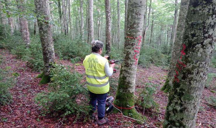 Trabajos de investigación en las parcelas del GO Fagus en Burgos, Álava y Gipúzcoa. Fotografías realizadas por Esther Merlo. Madera Plus