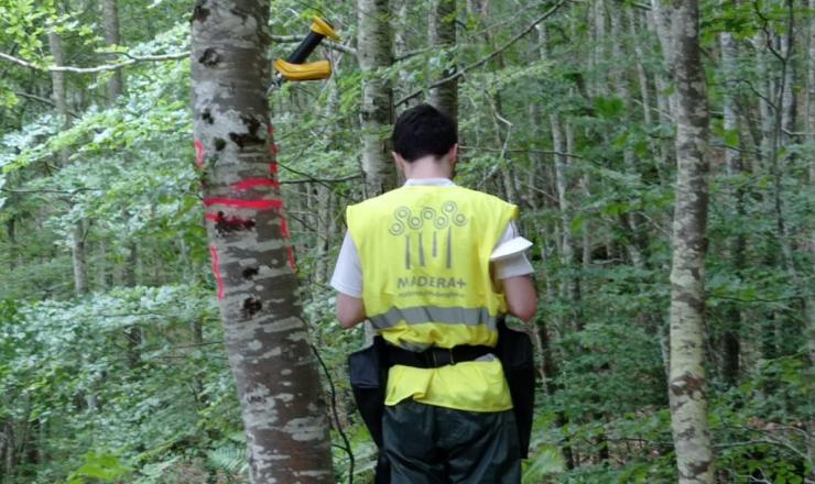 Trabajos de investigación en las parcelas del GO Fagus en Burgos, Álava y Gipúzcoa. Fotografías realizadas por Esther Merlo. Madera Plus