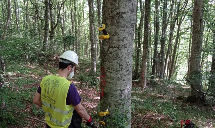 Trabajos de investigación en las parcelas del GO Fagus en Burgos, Álava y Gipúzcoa. Fotografías realizadas por Esther Merlo. Madera Plus