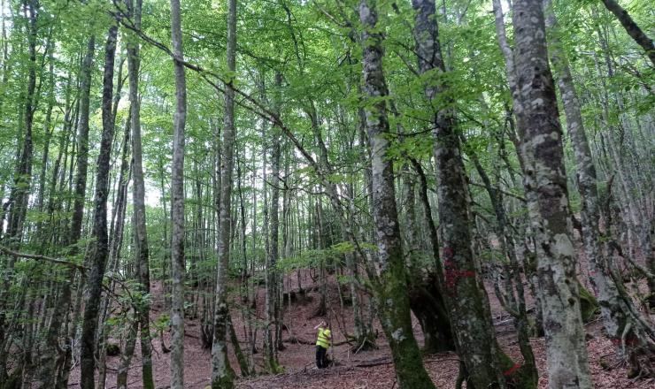 Trabajos de investigación en las parcelas del GO Fagus en Burgos, Álava y Gipúzcoa. Fotografías realizadas por Esther Merlo. Madera Plus