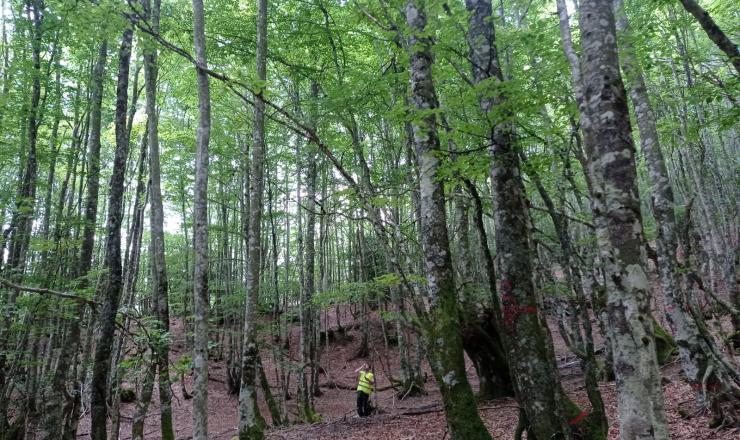 Trabajos de investigación en las parcelas del GO Fagus en Burgos, Álava y Gipúzcoa. Fotografías realizadas por Esther Merlo. Madera Plus