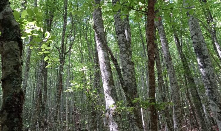 Trabajos de investigación en las parcelas del GO Fagus en Burgos, Álava y Gipúzcoa. Fotografías realizadas por Esther Merlo. Madera Plus