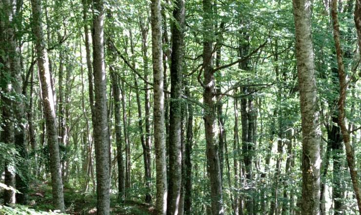 Trabajos de investigación en las parcelas del GO Fagus en Burgos, Álava y Gipúzcoa. Fotografías realizadas por Esther Merlo. Madera Plus