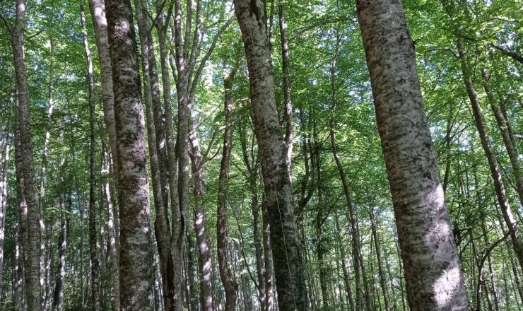 Trabajos de investigación en las parcelas del GO Fagus en Burgos, Álava y Gipúzcoa. Fotografías realizadas por Esther Merlo. Madera Plus