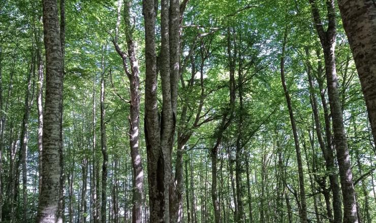 Trabajos de investigación en las parcelas del GO Fagus en Burgos, Álava y Gipúzcoa. Fotografías realizadas por Esther Merlo. Madera Plus