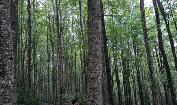 Trabajos de investigación en las parcelas del GO Fagus en Burgos, Álava y Gipúzcoa. Fotografías realizadas por Esther Merlo. Madera Plus