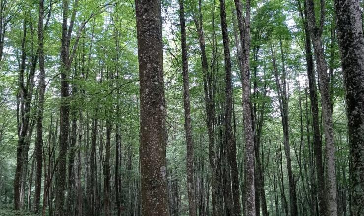 Trabajos de investigación en las parcelas del GO Fagus en Burgos, Álava y Gipúzcoa. Fotografías realizadas por Esther Merlo. Madera Plus